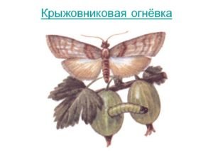Крыжовниковая огневка