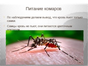 Кто питается комарами