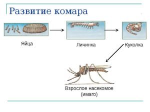 Кто питается комарами