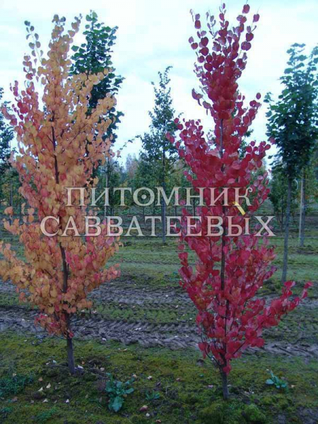 Ландшафтные особенности багрянника