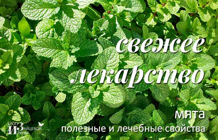Лимонная мята: лечебные, полезные свойства и противопоказания, мелисса для женщин, полевая, садовая