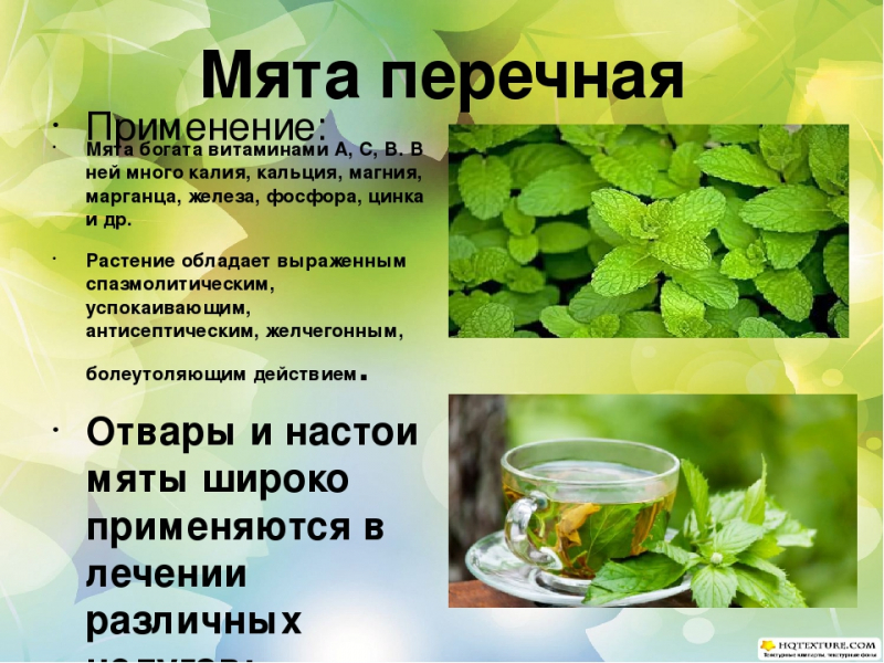 Лимонная мята: лечебные, полезные свойства и противопоказания, мелисса для женщин, полевая, садовая