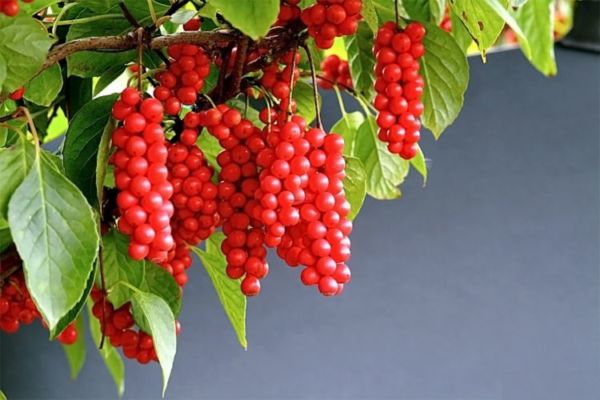 Лимонник китайский лечебные свойства и противопоказания, где купить и отзыв