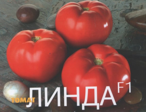 «линда» и «линда f1» – описание таких разных томатов