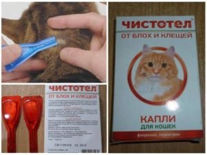 Лучшие капли на холку для кошек от блох и клещей