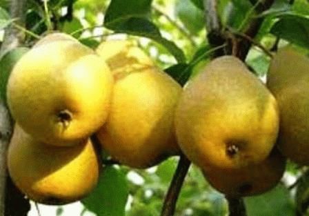Лучшие сорта груш для посадки на даче: летние, осенние, зимние, для подмосковья, сибири, как выбрать, один или несколько сортов сажать