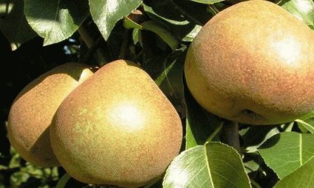 Лучшие сорта груш для посадки на даче: летние, осенние, зимние, для подмосковья, сибири, как выбрать, один или несколько сортов сажать