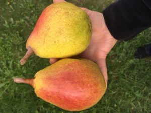 Лучшие сорта груш для посадки на даче: летние, осенние, зимние, для подмосковья, сибири, как выбрать, один или несколько сортов сажать