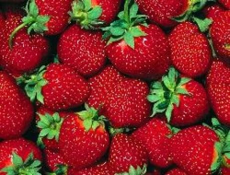 Лучшие сорта клубники 2018 года: описание, отзывы, елизавета ii, гигантелла, альбион, хоней, розовый фламинго, маршал, искушение, виктория, голландский (50 фото)