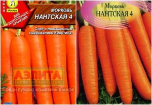 Морковь нантская: описание сорта, правила посева, особенности выращивания, отзывы