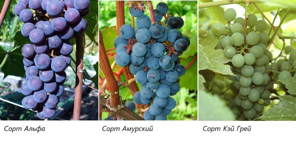 Морозостойкие сорта винограда: характеристика, укрывные, условно-укрывные, правила ухода