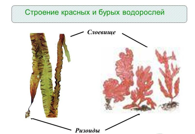 Морская капуста (бурые водоросли аскофиллум): полезные свойства, келп в таблетках, йод в капсулах, бады, противопоказания