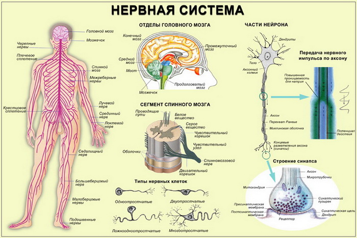 Мозг и нервная система человека