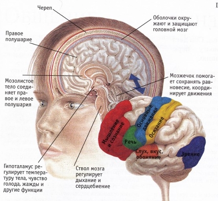 Мозг и нервная система человека