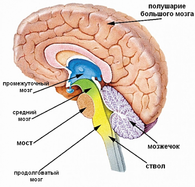 Мозг и нервная система человека