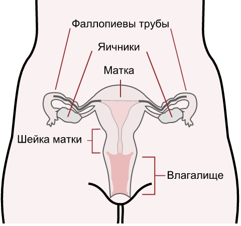 Можно ли забеременеть во время месячных