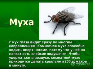 Мухи