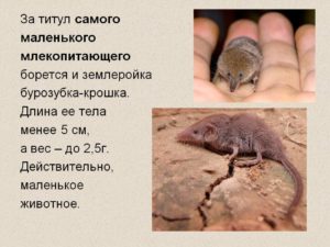 Мышь землеройка