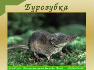 Мышь землеройка