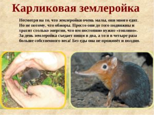 Мышь землеройка
