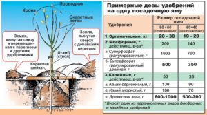 Нектарин: особенности, характеристика плодов, лучшие сорта, технология посадки, особенности культивирования, внесение подкормок, отзывы и советы