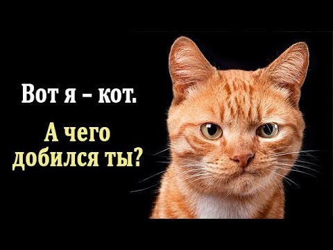 Невероятная история сильного кота – удивительное видео