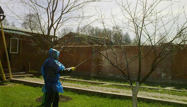 Обработка растений и грунта бордоской жидкостью весной: когда и что обрабатывать, дозировка, технология