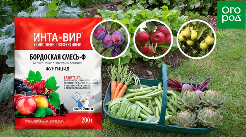 Обработка растений и грунта бордоской жидкостью весной: когда и что обрабатывать, дозировка, технология