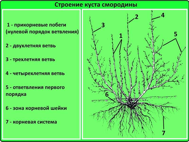 Обработка смородины весной от болезней и вредителей: профилактическая, лечебная, схема и технология обработки черной, красной, чем обрабатывать, дальнейший уход
