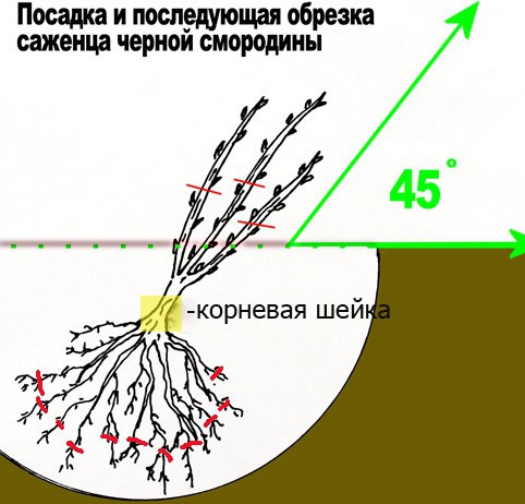 Обработка смородины весной от болезней и вредителей: профилактическая, лечебная, схема и технология обработки черной, красной, чем обрабатывать, дальнейший уход