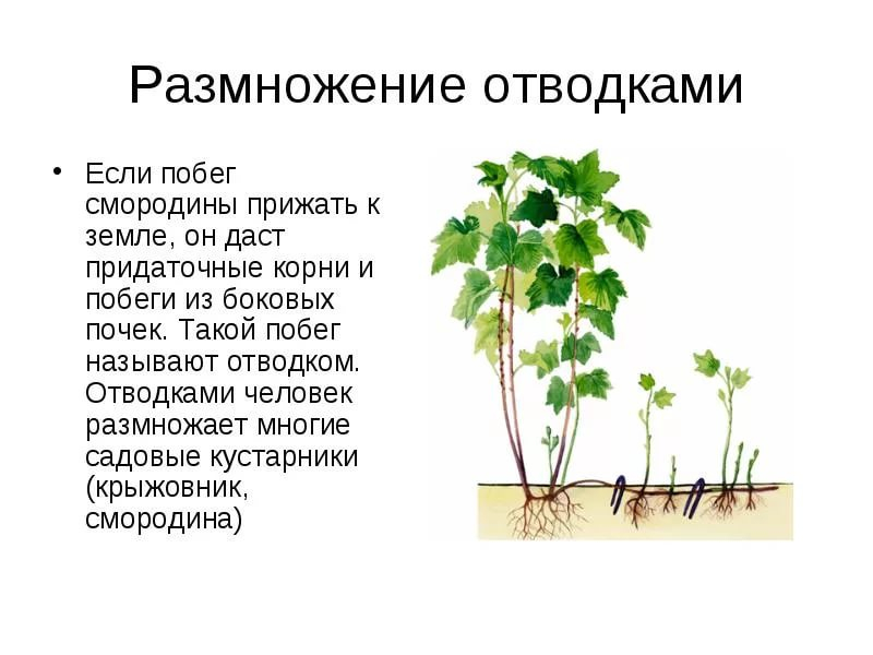 Обработка смородины весной от болезней и вредителей: профилактическая, лечебная, схема и технология обработки черной, красной, чем обрабатывать, дальнейший уход
