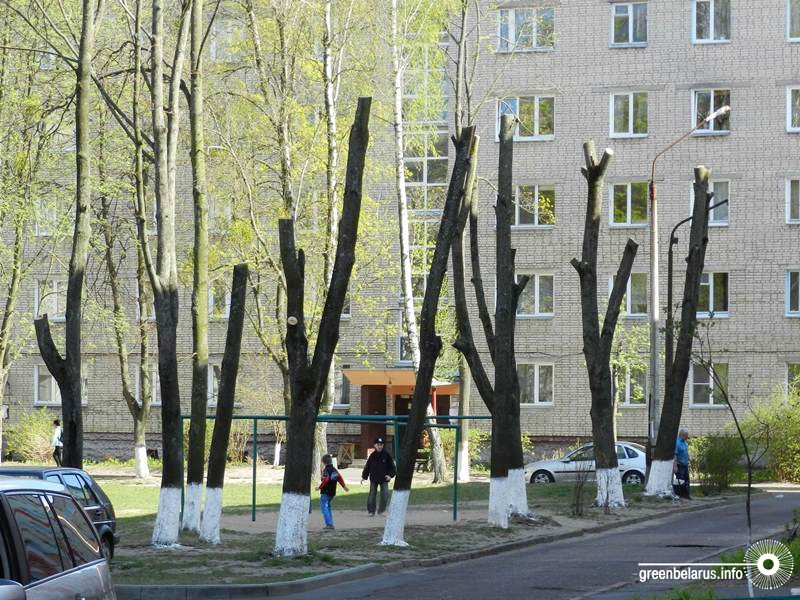 Обрезка дерева «на пень»