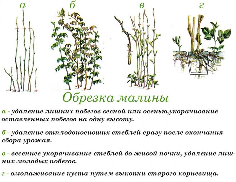 Обрезка малины осенью: цели, сроки, пошаговая инструкция для начинающих, особенности обрезки ремонтантной, подготовка малинника к зиме