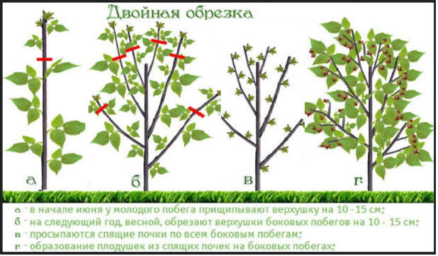Обрезка малины осенью: цели, сроки, пошаговая инструкция для начинающих, особенности обрезки ремонтантной, подготовка малинника к зиме