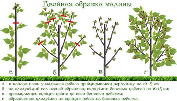 Обрезка малины осенью: цели, сроки, пошаговая инструкция для начинающих, особенности обрезки ремонтантной, подготовка малинника к зиме