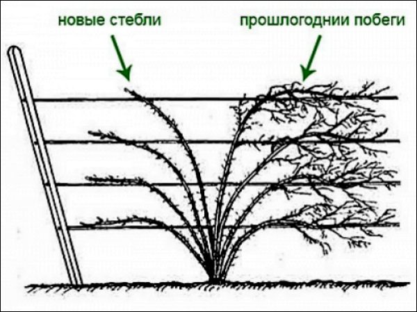 Обрезка садовой ежевики осенью: общие правила, сроки, способы обрезки, схема для начинающих, правила ухода за растениями