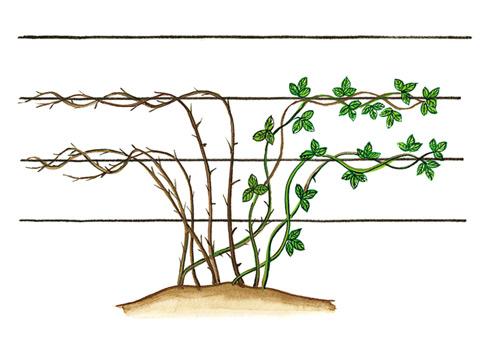 Обрезка садовой ежевики осенью: общие правила, сроки, способы обрезки, схема для начинающих, правила ухода за растениями