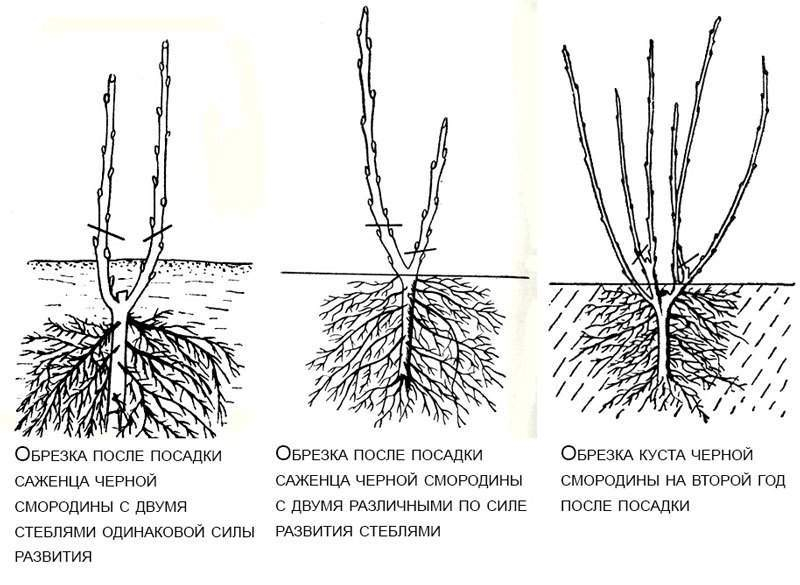 Обрезка смородины весной: черной, красной, виды и особенности, стандартная технология, пошаговая инструкция, уход за кустами после процедуры