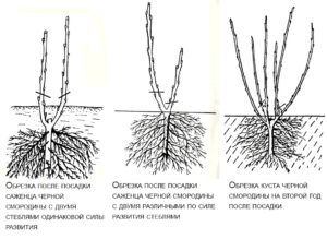 Обрезка смородины весной: черной, красной, виды и особенности, стандартная технология, пошаговая инструкция, уход за кустами после процедуры