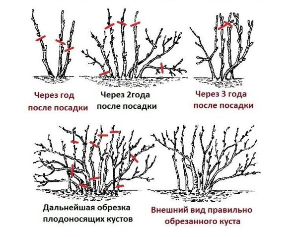 Обрезка смородины весной: черной, красной, виды и особенности, стандартная технология, пошаговая инструкция, уход за кустами после процедуры