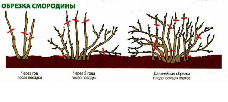 Обрезка смородины весной: черной, красной, виды и особенности, стандартная технология, пошаговая инструкция, уход за кустами после процедуры