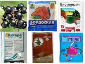 Обзор лучших препаратов от тли