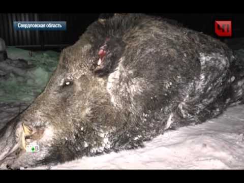 Обзор самого большого кабана в мире