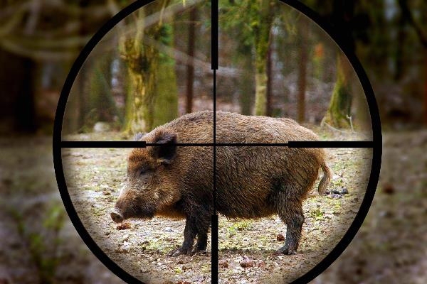 Охота на кабана, виды и выбор оружия в зависимости от времени года