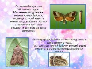 Описание и фото бабочки и гусеницы совки, как бороться
