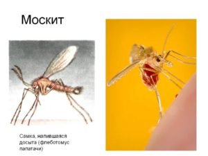 Описание и фото москитов