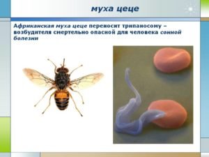 Описание и фото мухи цеце