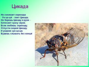 Описание и фото мухи цикады