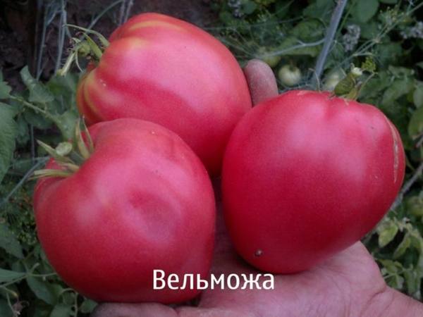 Описание сорта «сахарный пудовичок» – томатного тяжеловеса