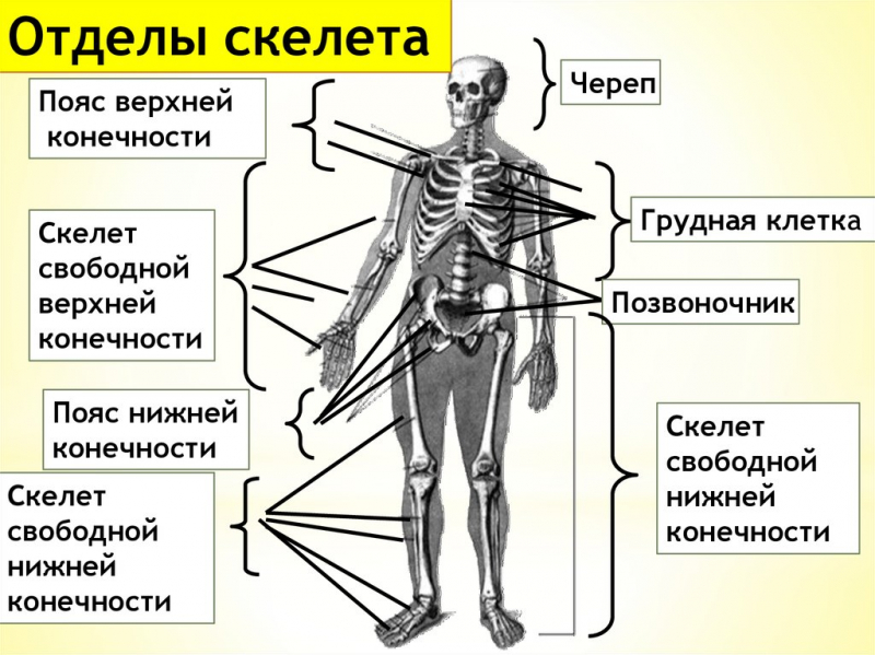 Опорно-двигательная система человека